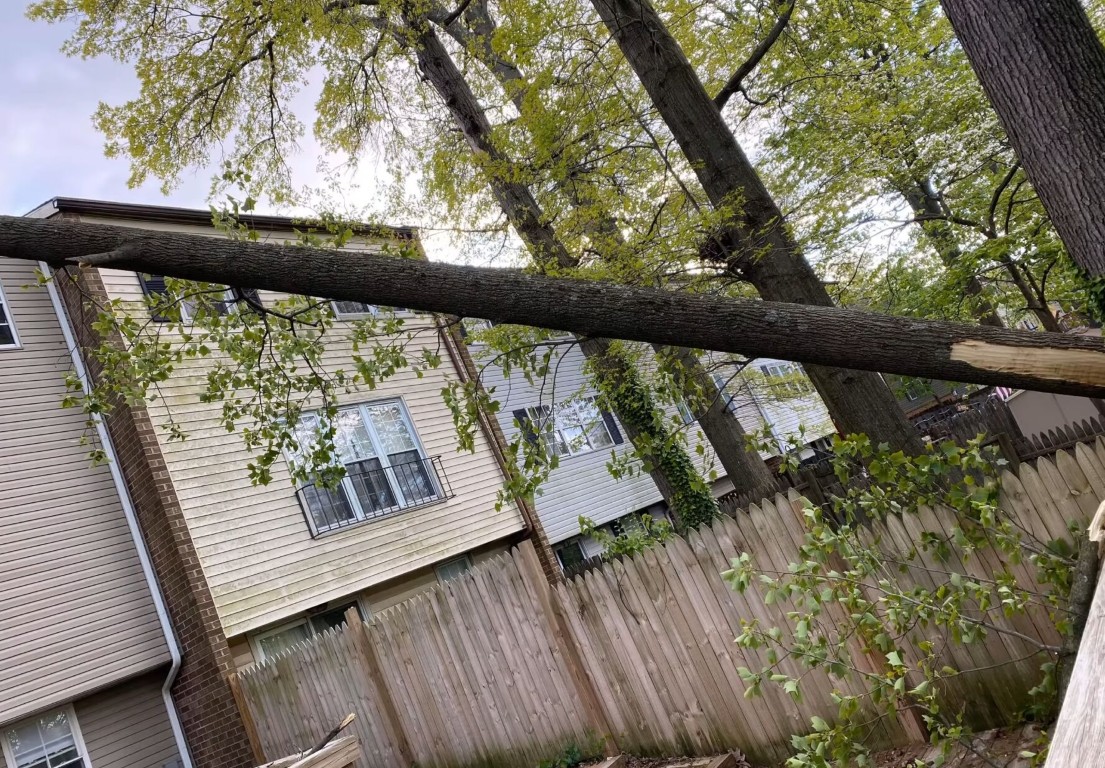 Emergency Tree Services service in Burbank, CA